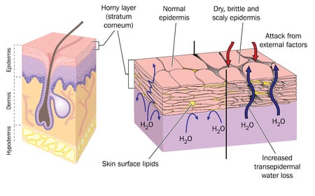 Nourishing skin oil enhances the natural lipid layer in skin.