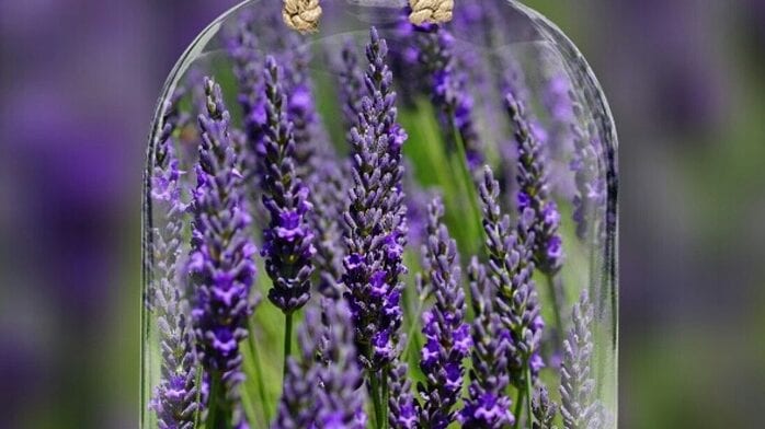 LUXURIOUS LAVENDER